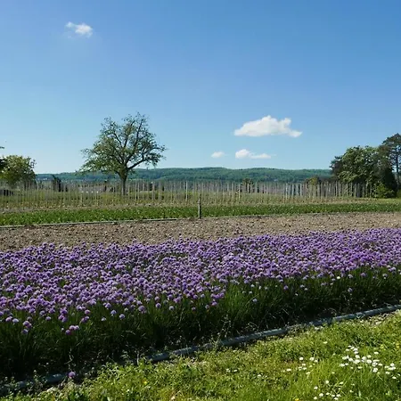 Daire Haus Muensterblick *