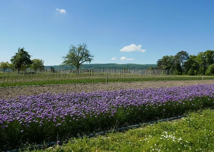 Lägenhet Haus Muensterblick *